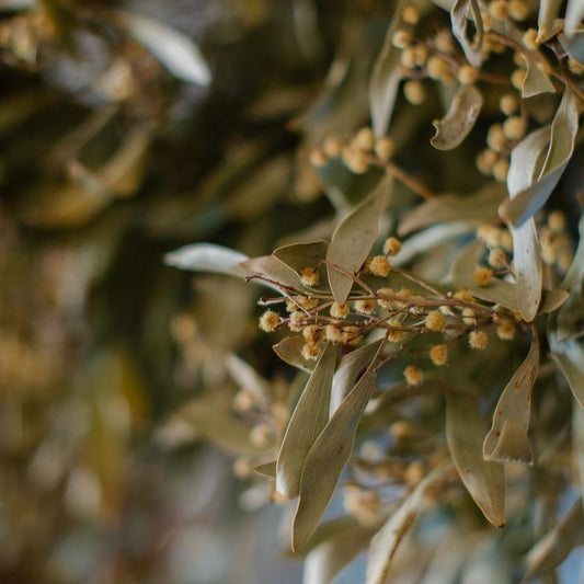 How to refill your perfume - Liminus