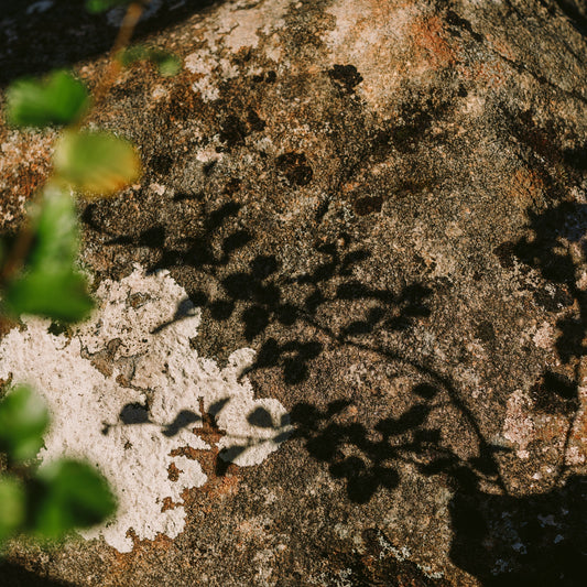 Autumn 25 - a delightful review! - Liminus