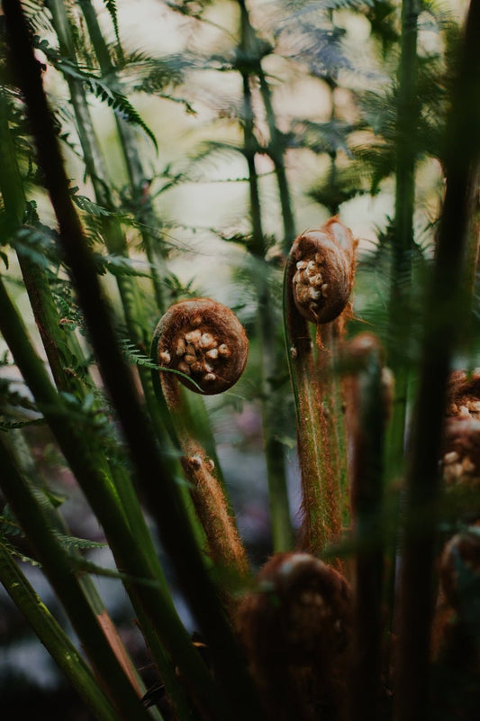 Sustainability - Liminus