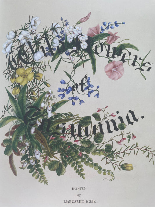 Margaret Hope's Tasmanian wildflower watercolours - Liminus