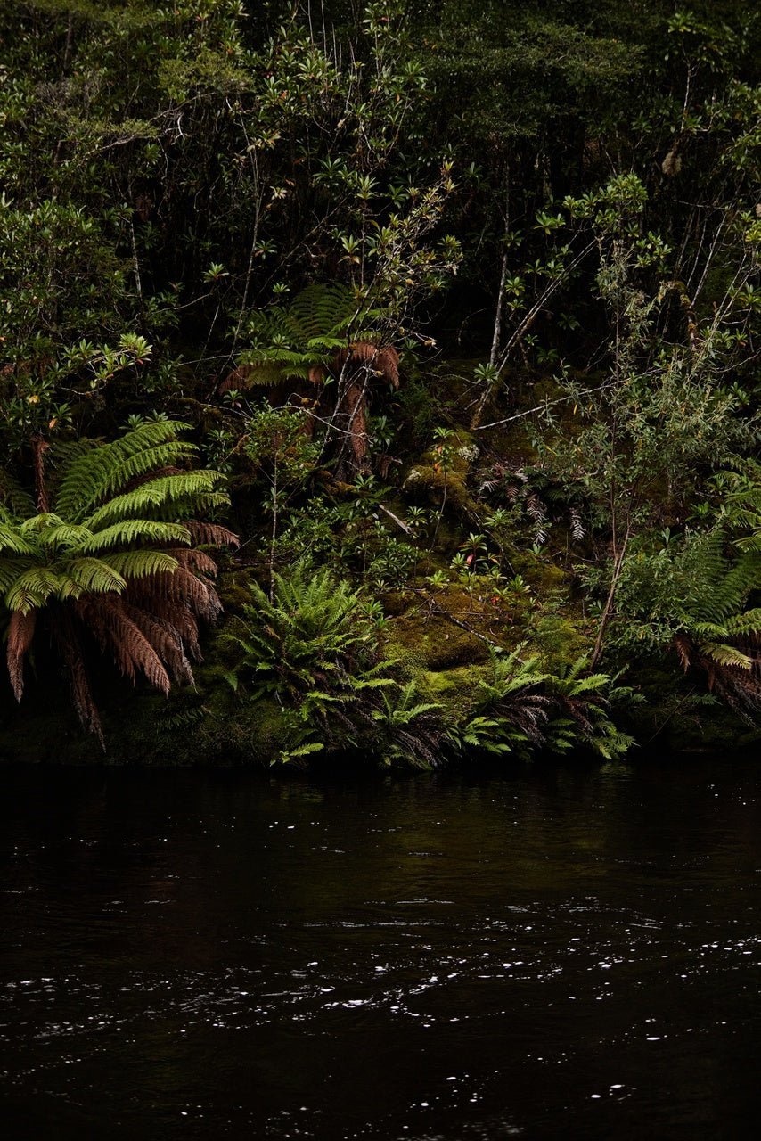 Thamnic: Your chance to wear a rainforest - Liminus