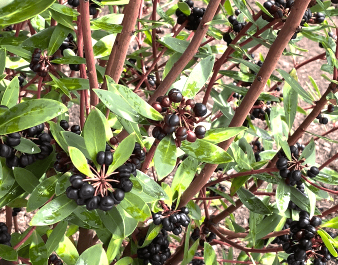 Essence of Tasmania: Why mountain pepper is one of my favourite natural perfume materials - Liminus