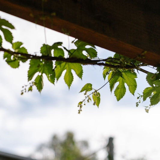 Spring 25: Tasmanian Natural Perfume - Liminus