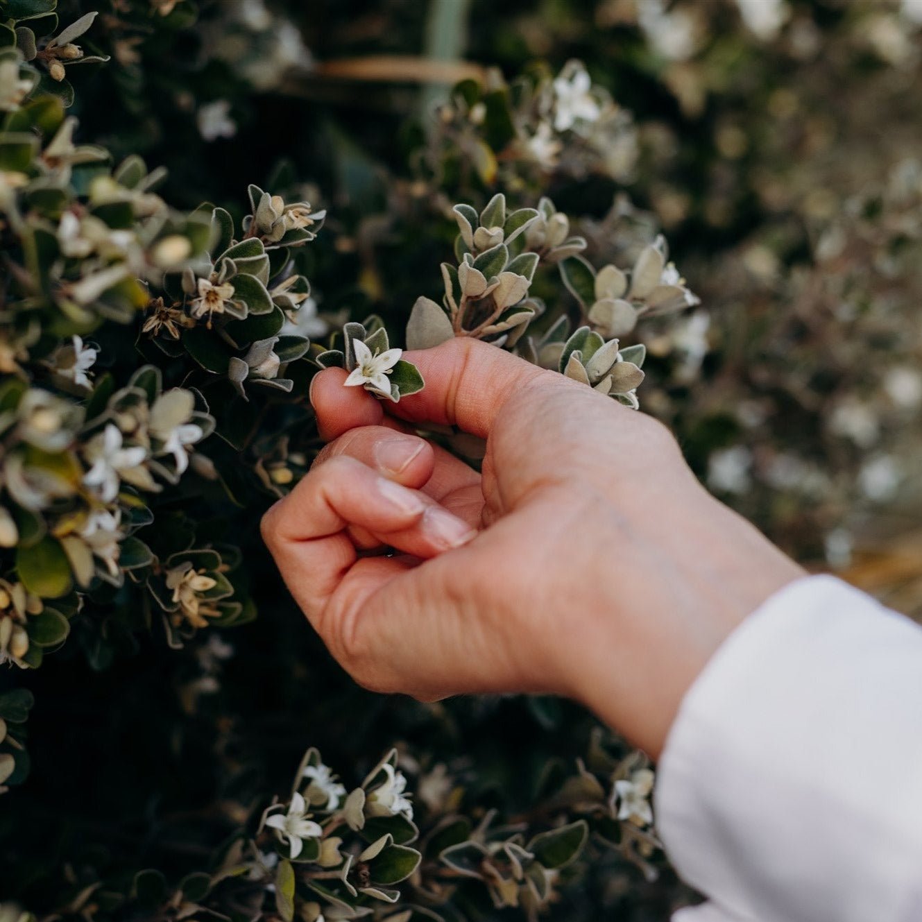 Alba natural perfume 10ml refills - Liminus