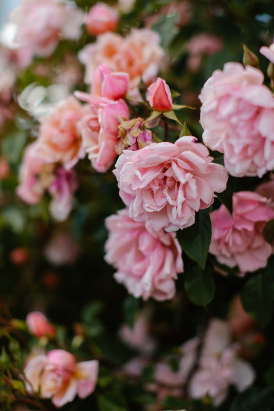 Perfume and poetry - Liminus