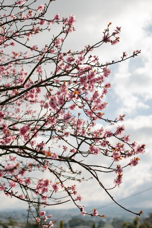 Like a Nightingale - Liminus