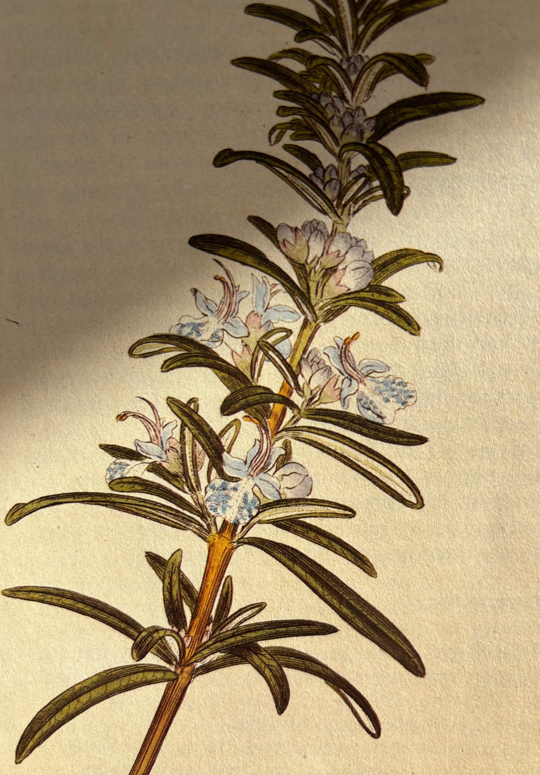 Tasmanian Rosemary, Rosemarinus officinalis - Liminus