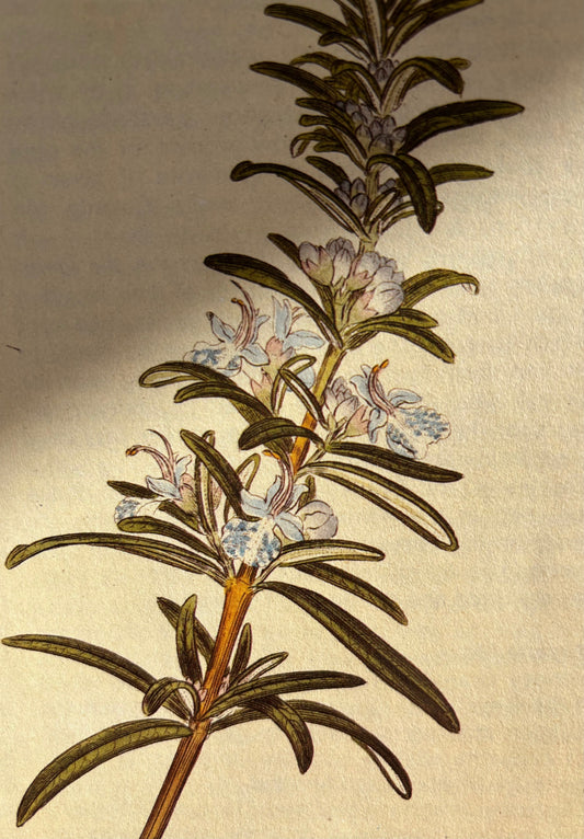 Tasmanian Rosemary, Rosemarinus officinalis - Liminus