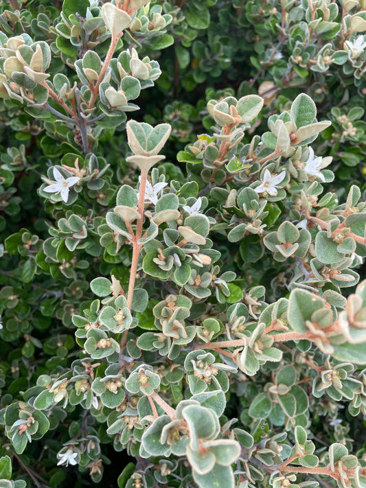 Correa alba