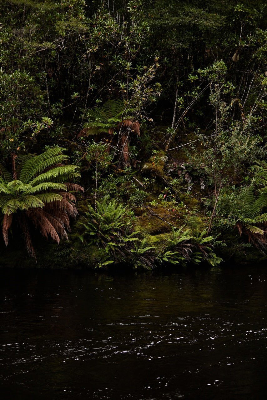 Thamnic: Your chance to wear a rainforest - Liminus