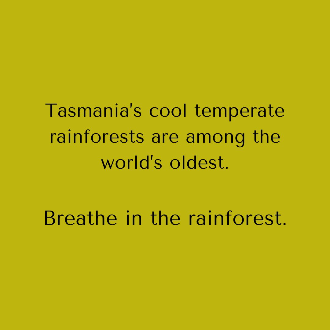 green image with black text that read "Tasmania's cool temperate rainforsts are among the world's oldest"