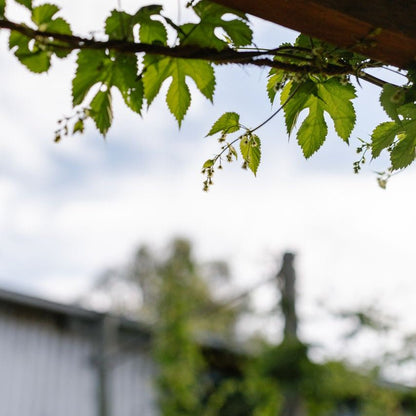 Dear friend gift - Liminus