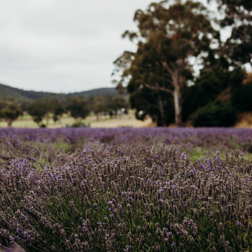 Summer: Tasmanian natural oil perfume - Liminus