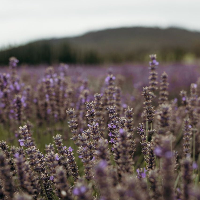 Summer: Tasmanian natural oil perfume - Liminus
