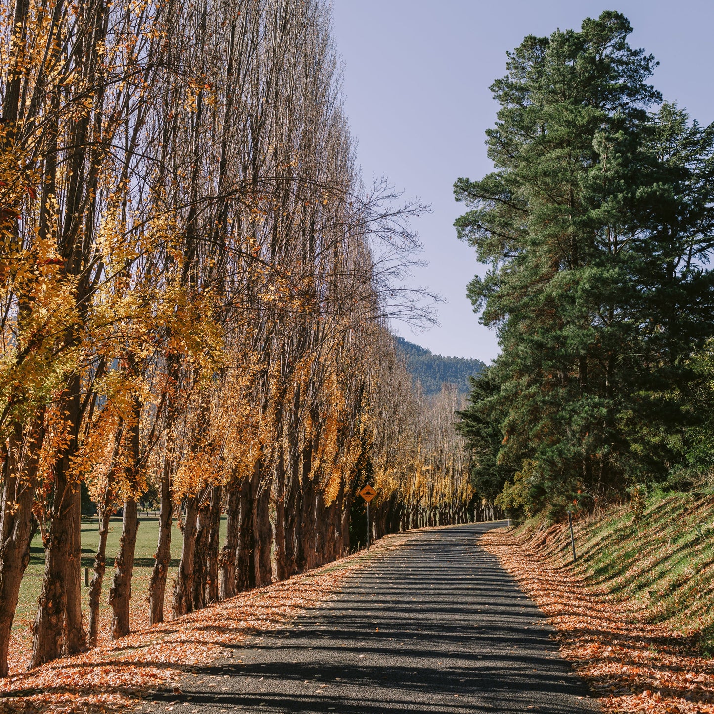 Autumn road Cr: Studio Hubert