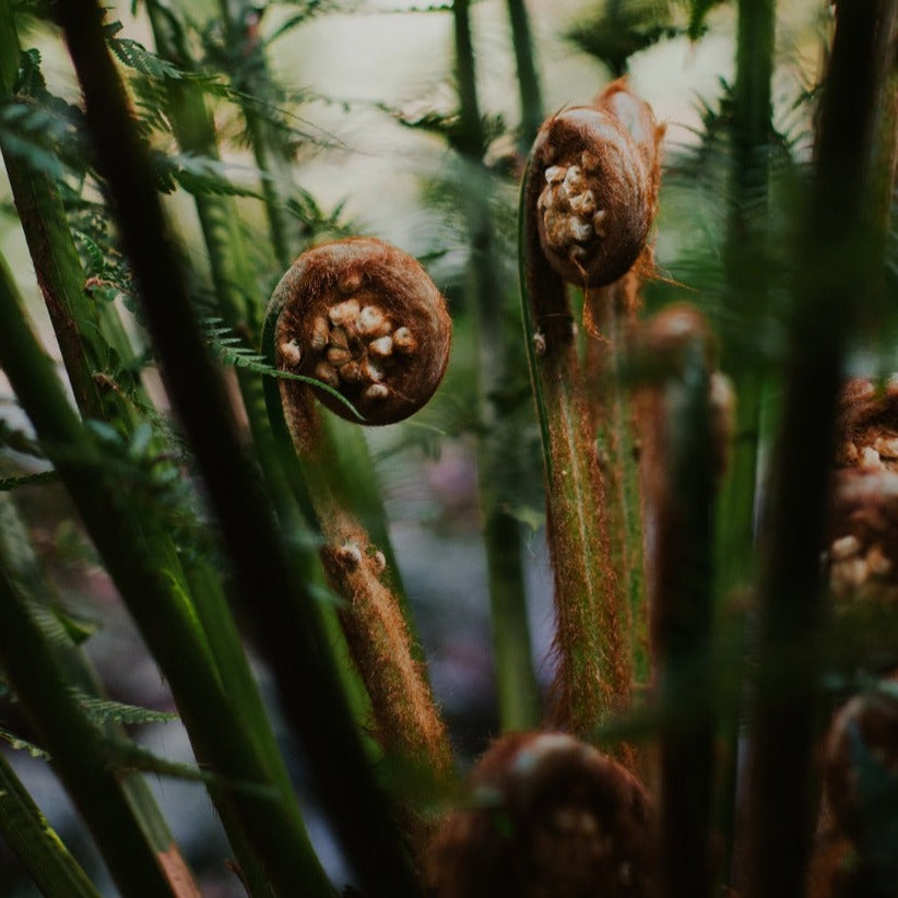 fern fronds uncurling