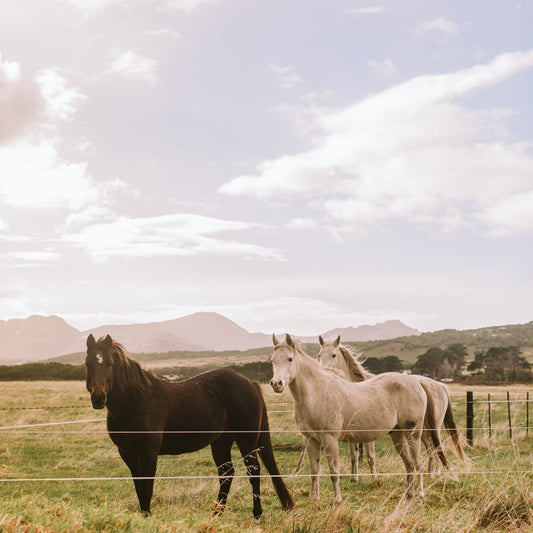 Good Luck, Babe: Tasmanian & Natural, Eau de Parfum - Liminus